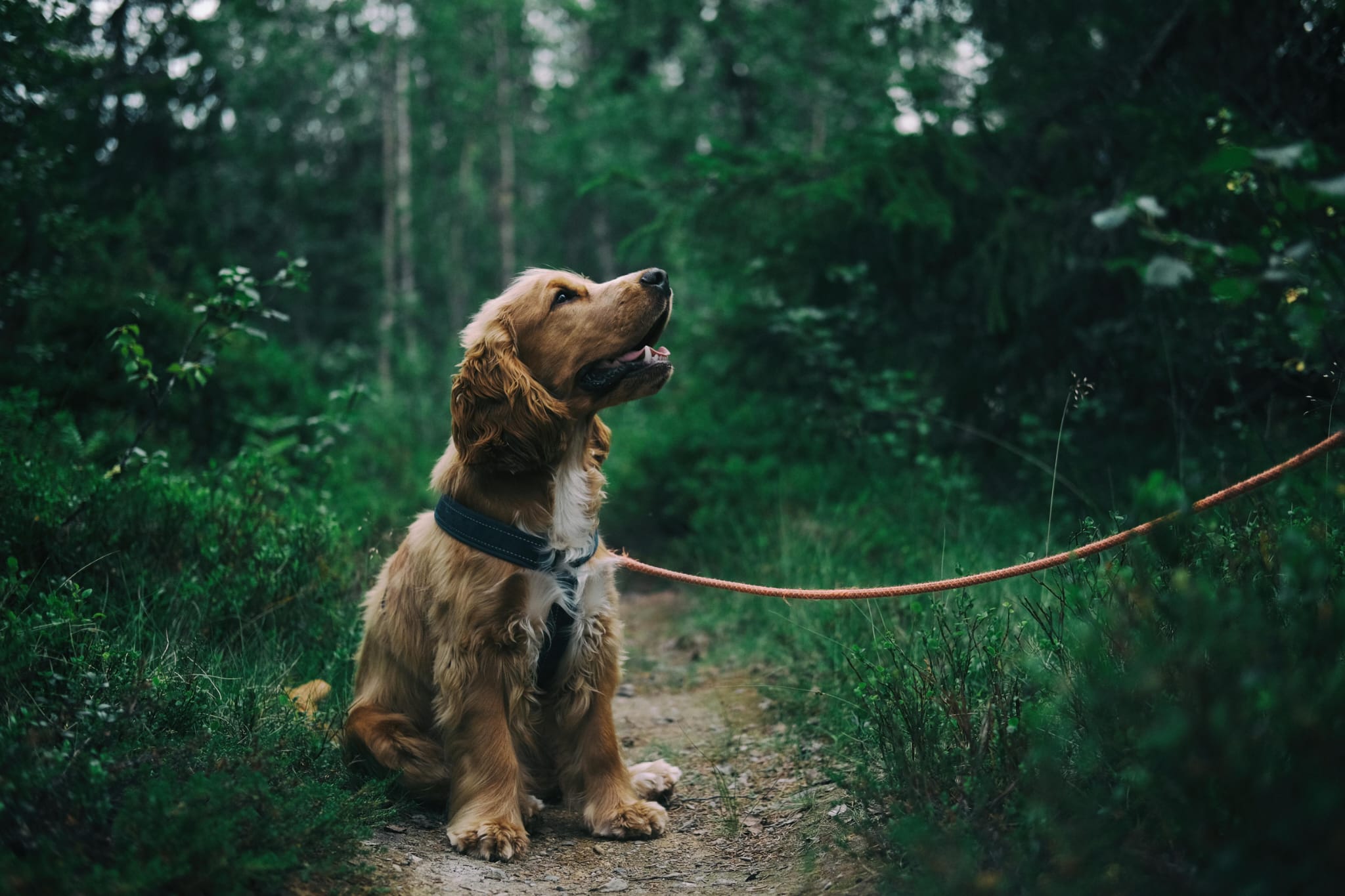 Dog trained on leash