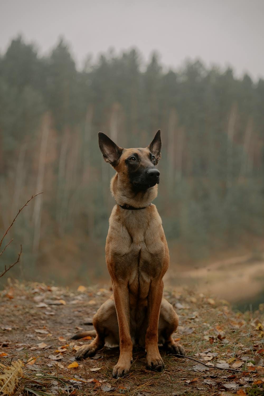 Brown dog being trained